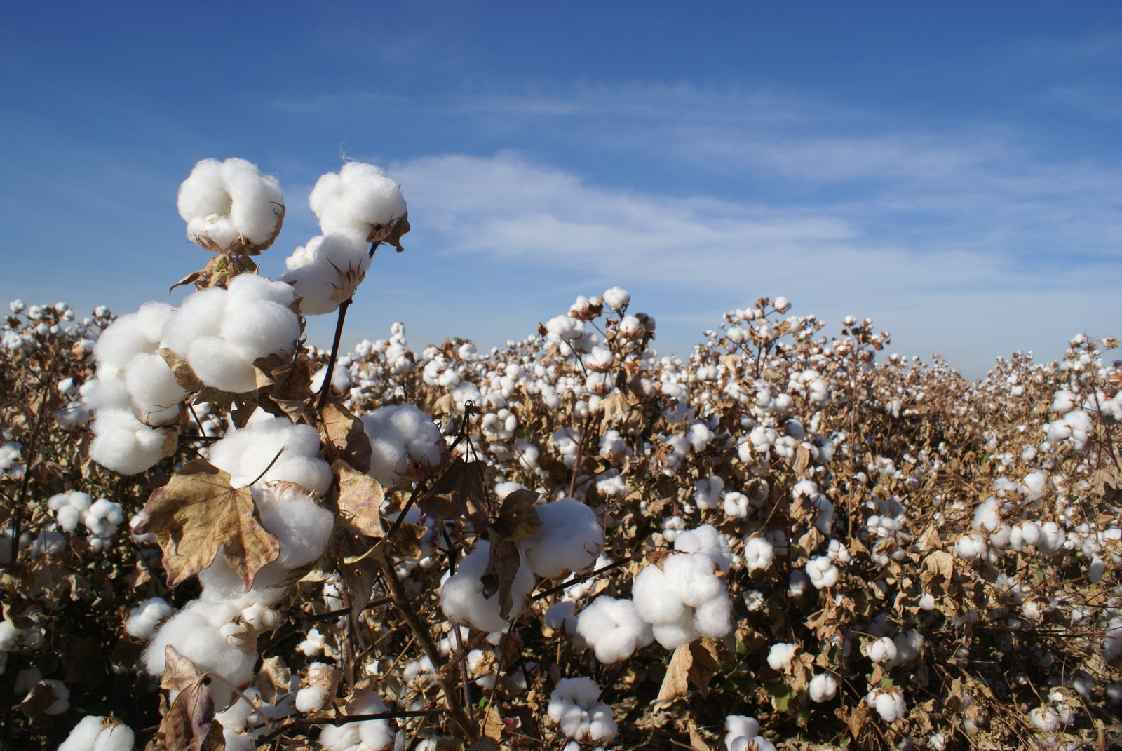 Why does cotton yarn market stay calm to the surge of cotton?